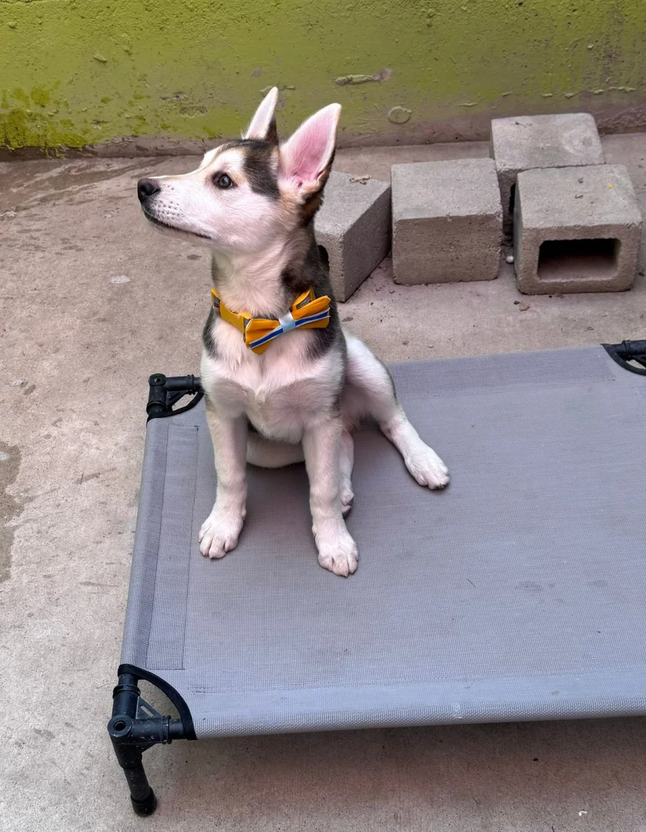 Foto de Kiro con microchip 990000014540416