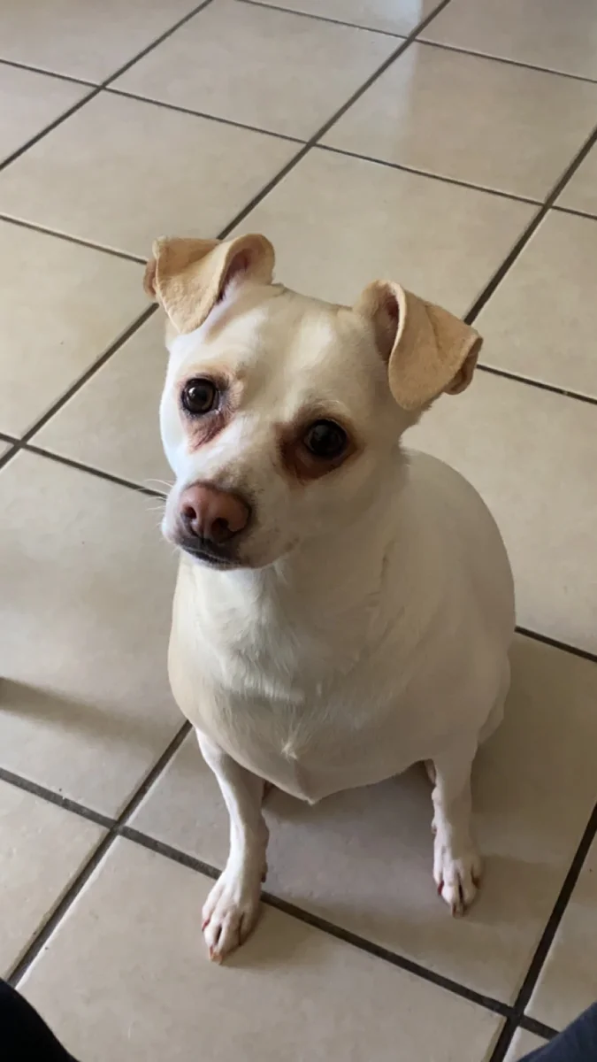 Foto de Bella con microchip 990000014774958