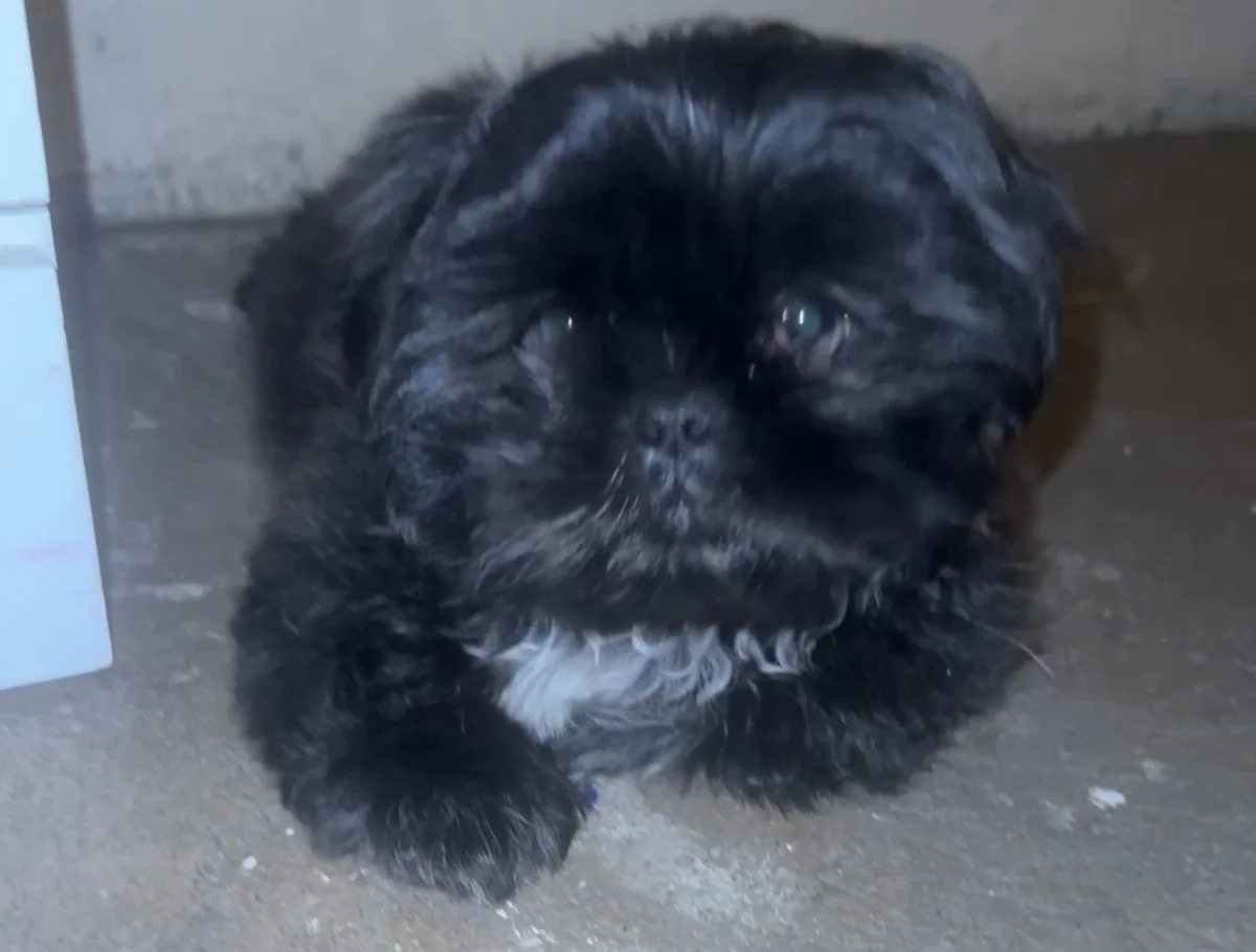 Foto de Max con microchip 990000014774136