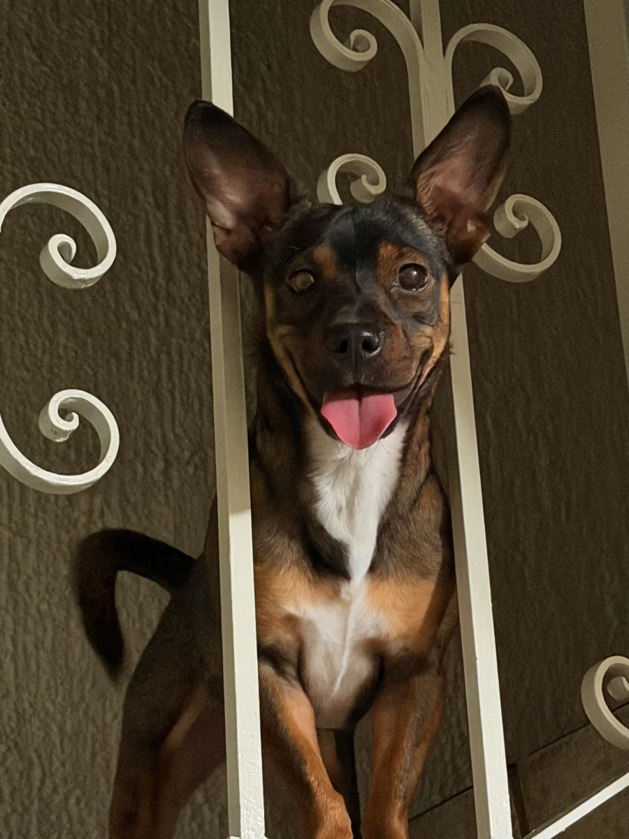 Foto de Casey con microchip 990000012846281