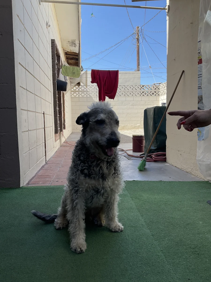 Foto de Surva con microchip 990000012840612