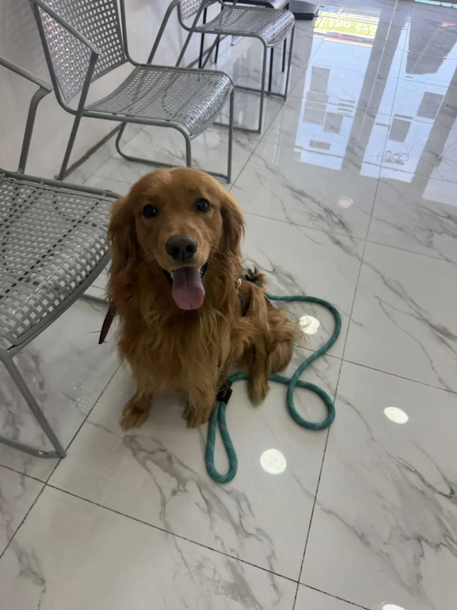 Foto de Simba con microchip 900263007034429