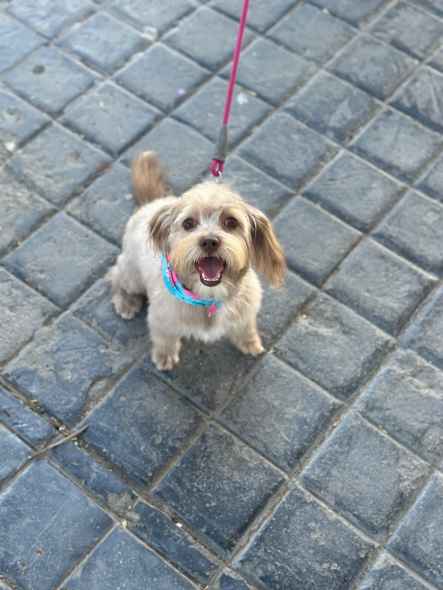 Foto de Malti con microchip 990000014538548