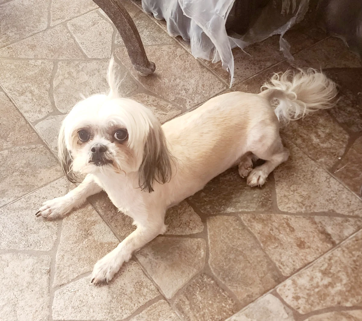 Foto de Macarena con microchip 990000014771131