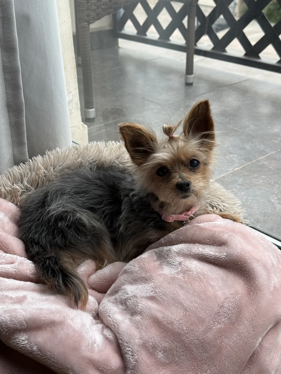 Foto de Suky con microchip 990000014782375