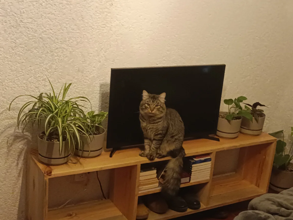 Foto de Dzulum con microchip 990000014773939