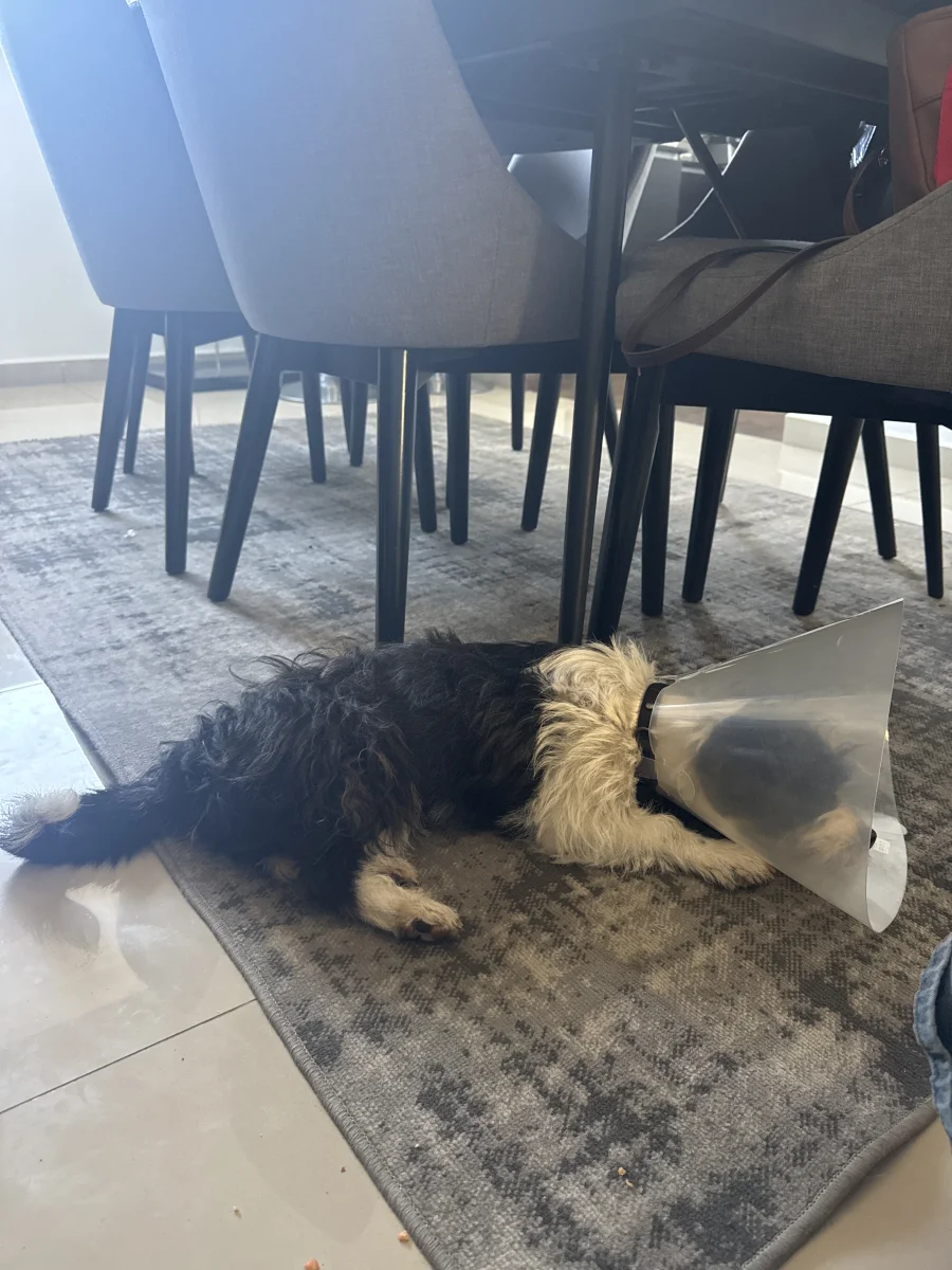 Foto de Oreo con microchip 990000014776456