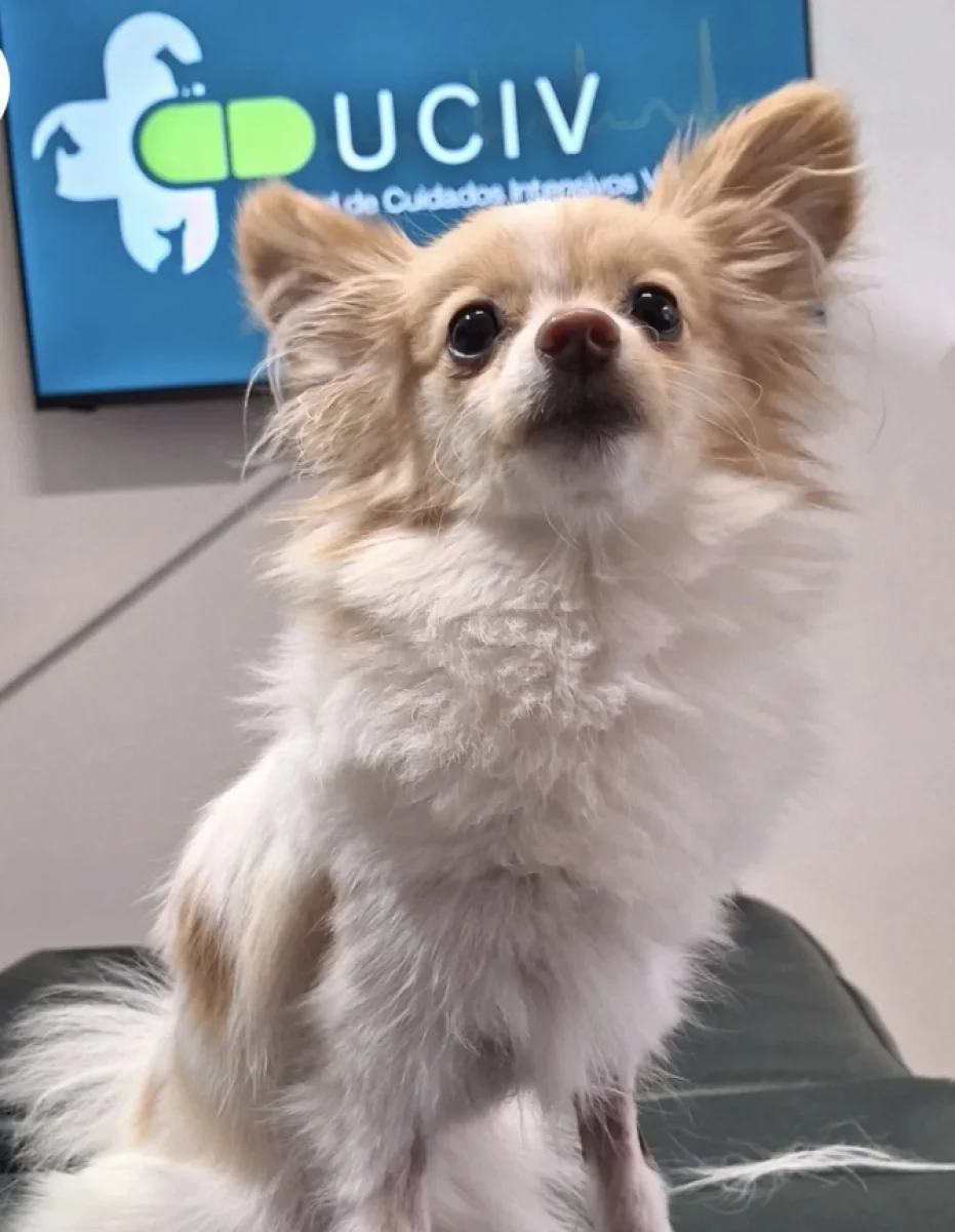 Foto de Molly con microchip 990000014109211