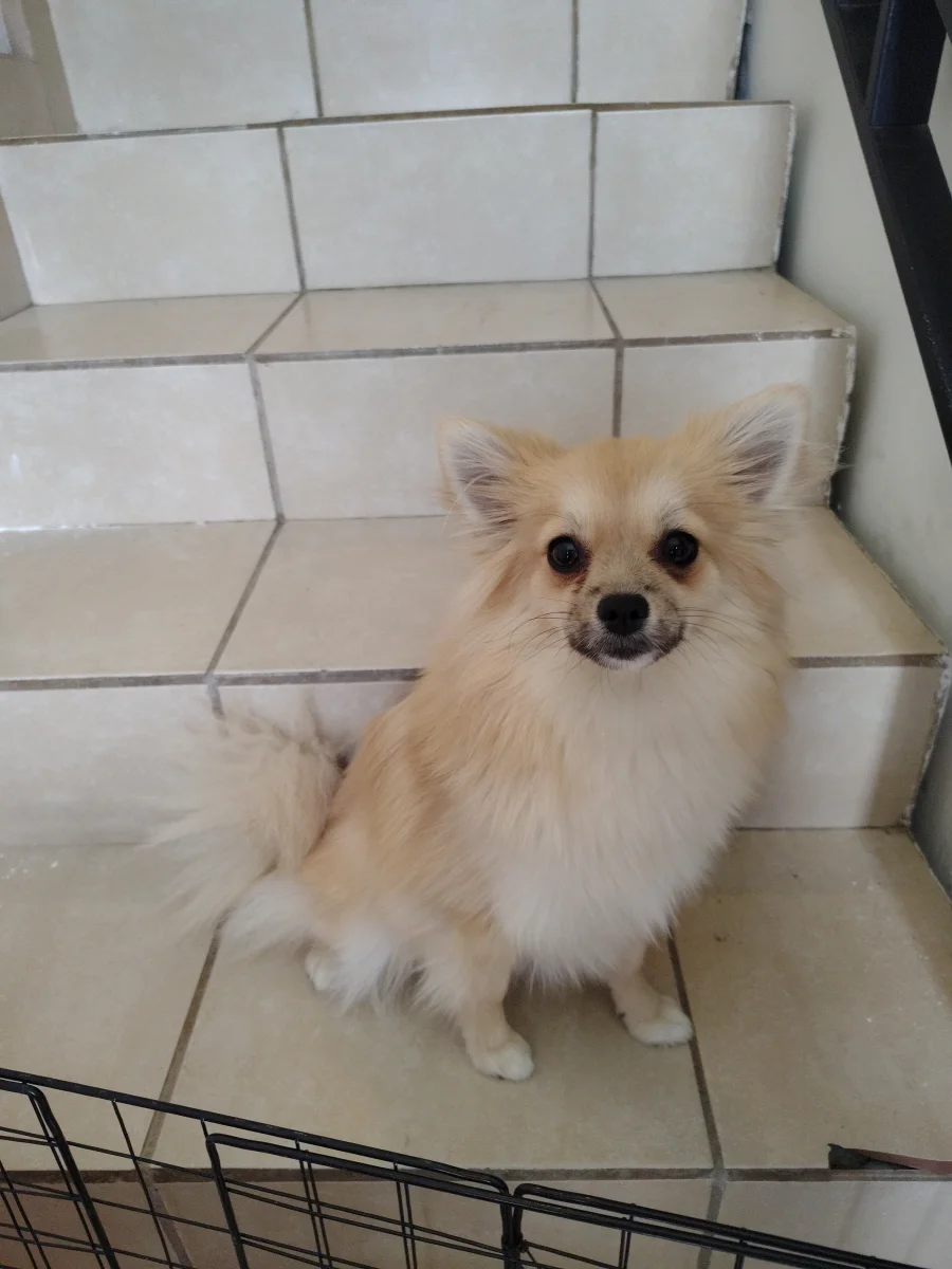 Foto de Akira con microchip 990000014163731