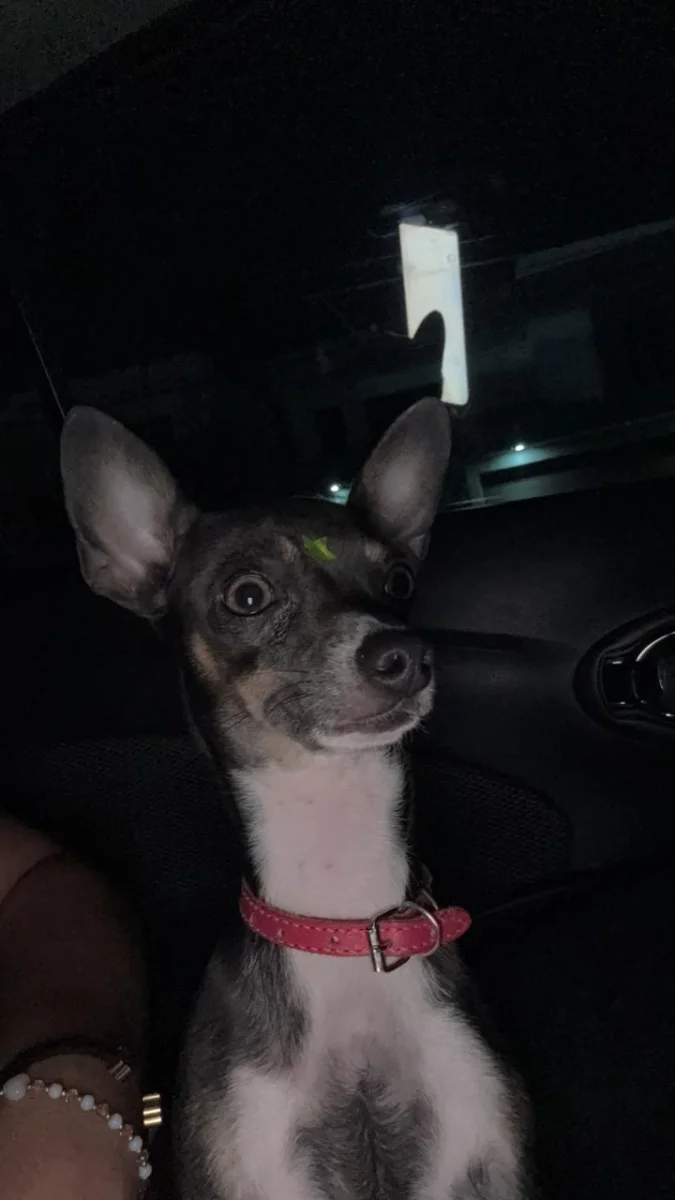 Foto de Grey con microchip 990000012838292