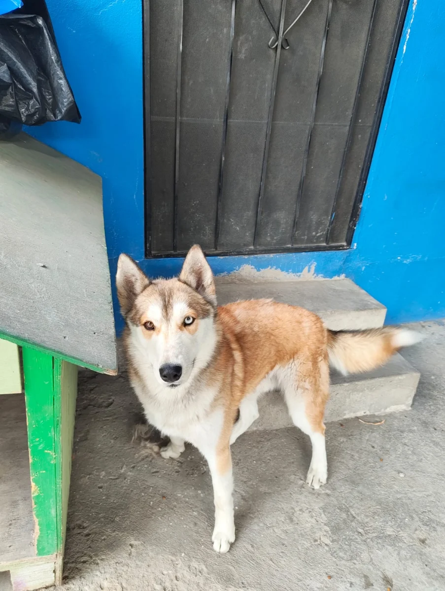 Foto de Buddy con microchip 990000012836915