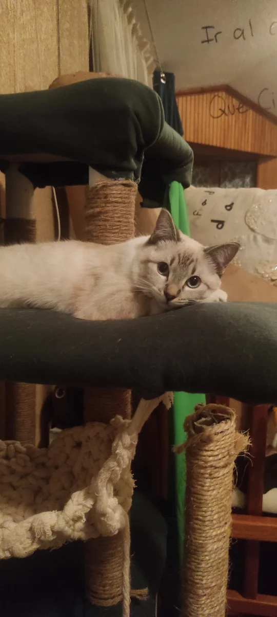 Foto de Cirilla con microchip 990000014162969