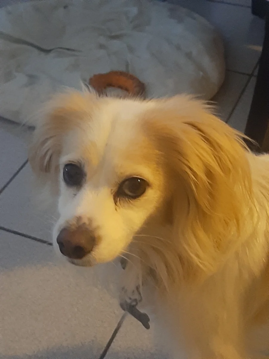 Foto de Luke con microchip 990000012849524