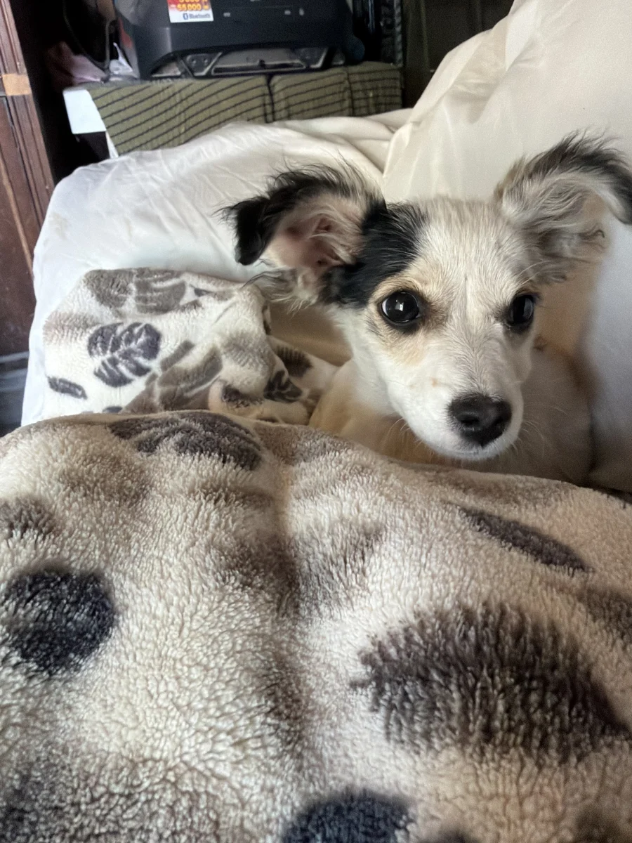 Foto de Coco con microchip 990000014777079