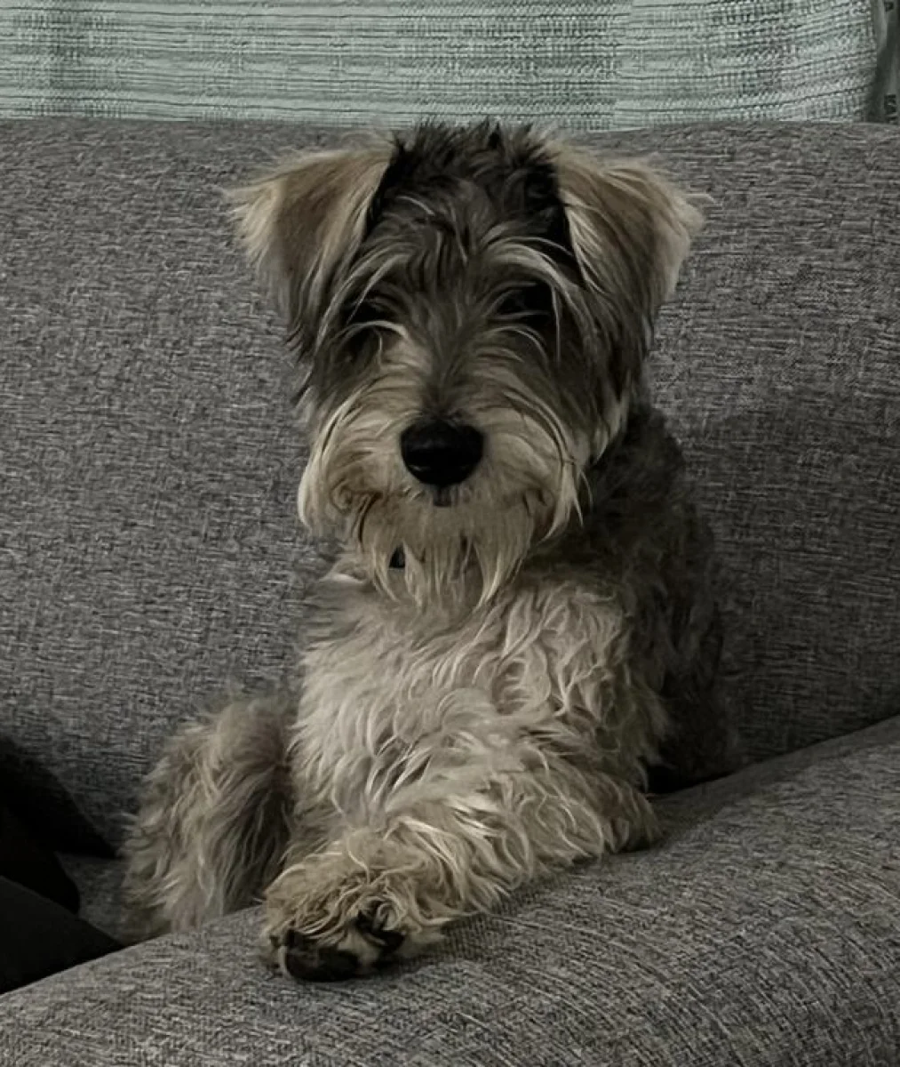 Mascota