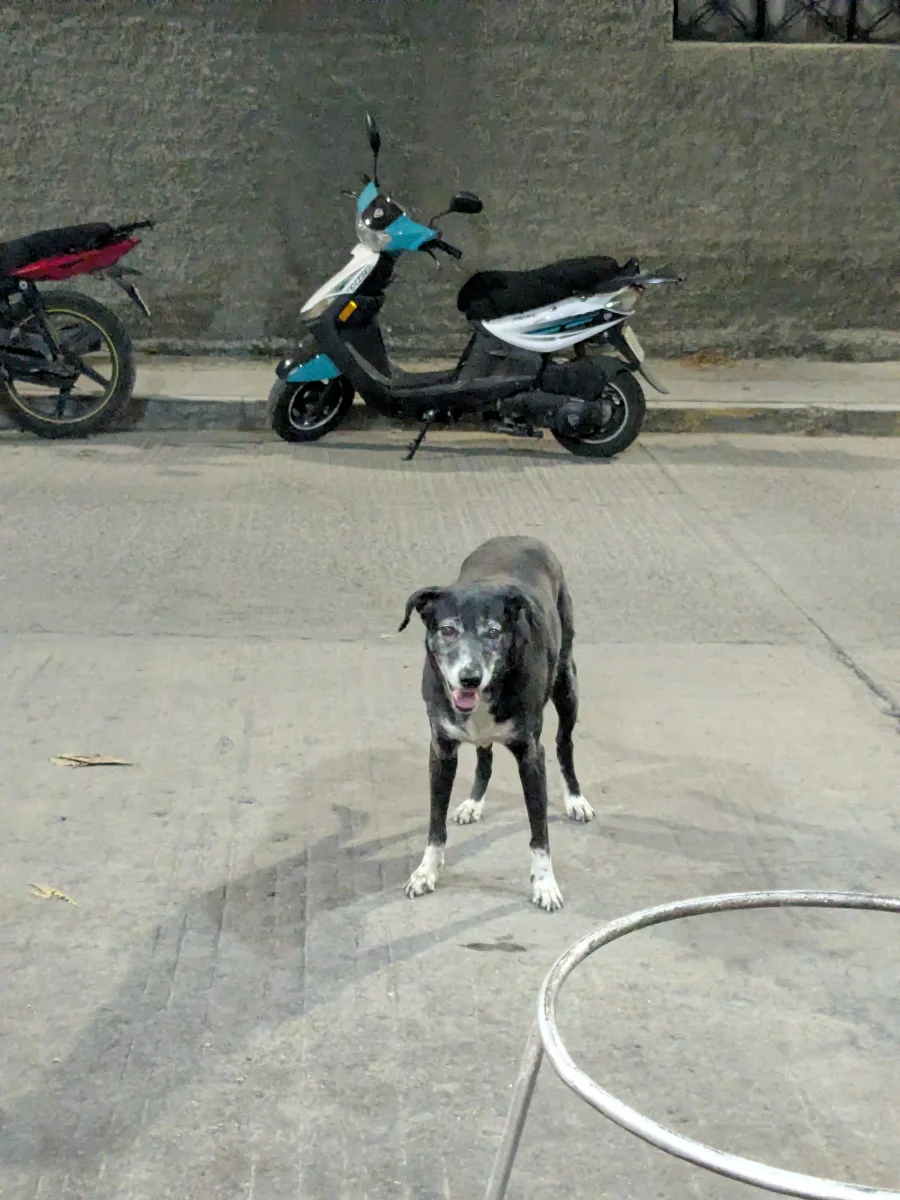 Foto de Cali Colombia con microchip 990000014778390