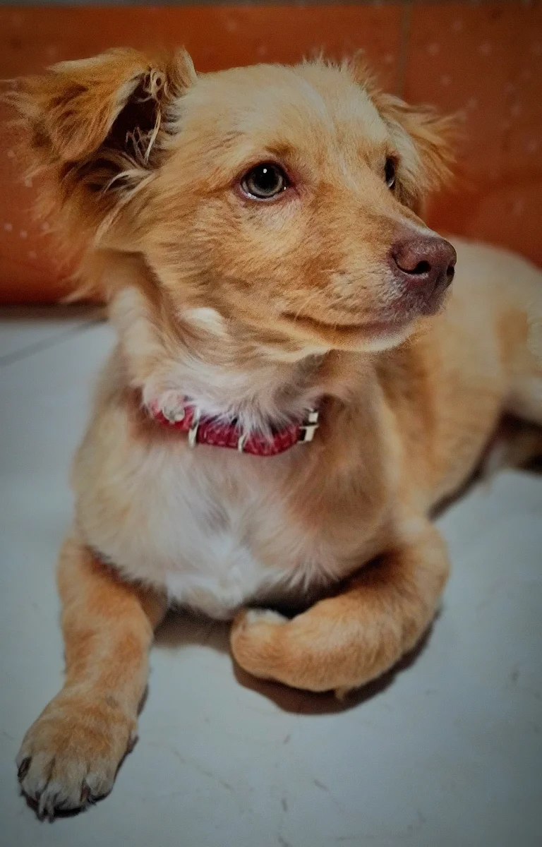 Foto de SKY con microchip 990000014772752