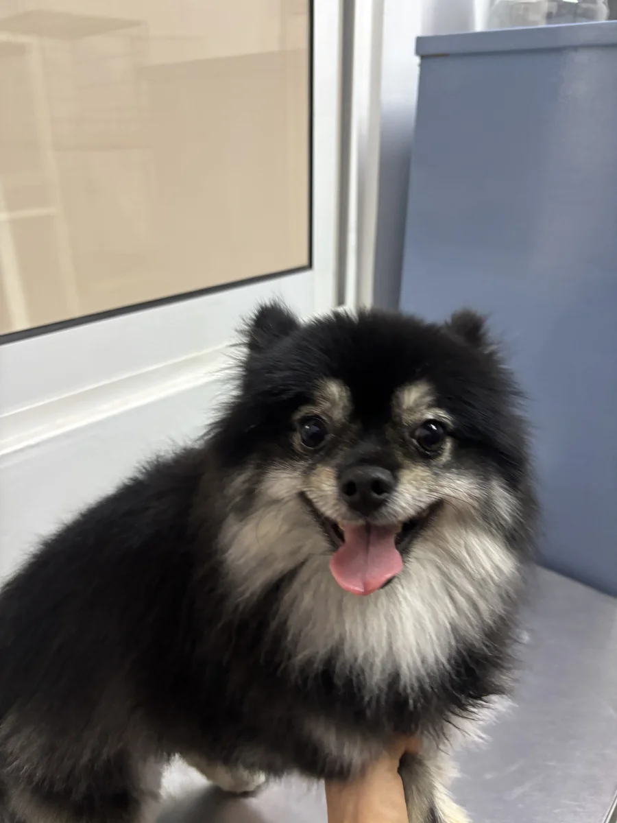 Foto de Peludo con microchip 990000014109009