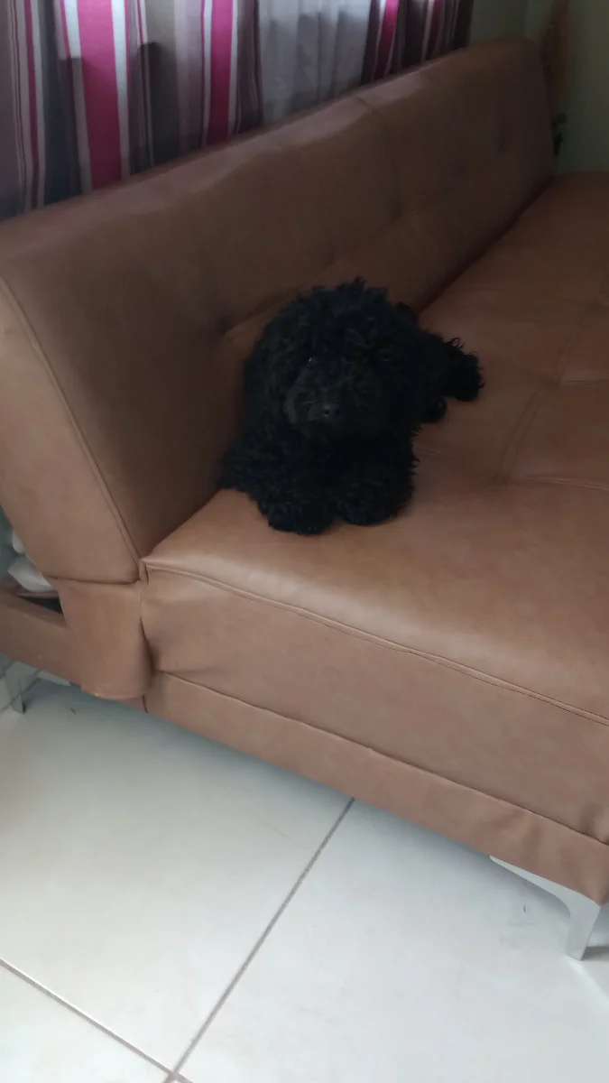 Mascota