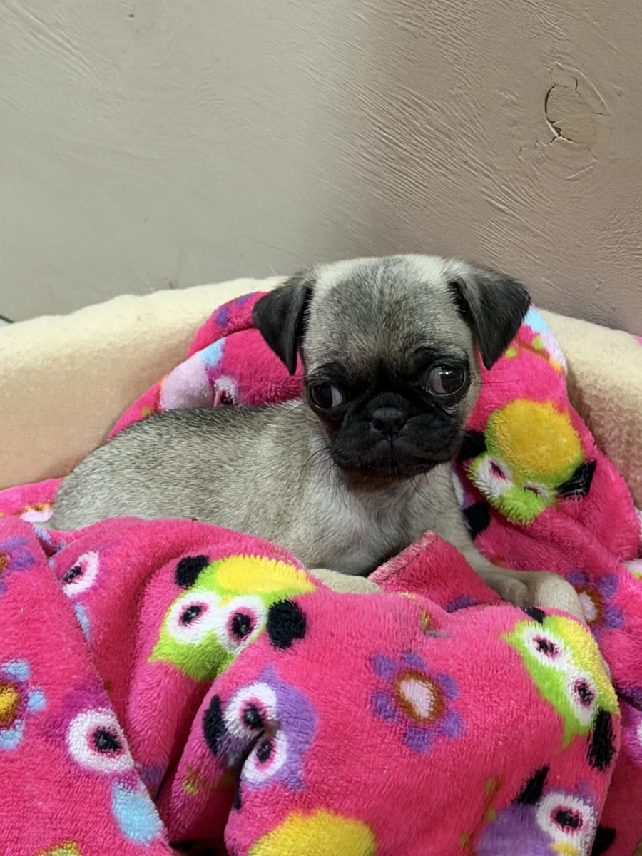 Foto de luli con microchip 990000014771913