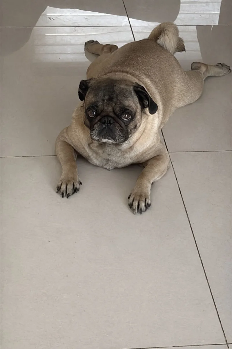 Foto de Jordan con microchip 990000012841969
