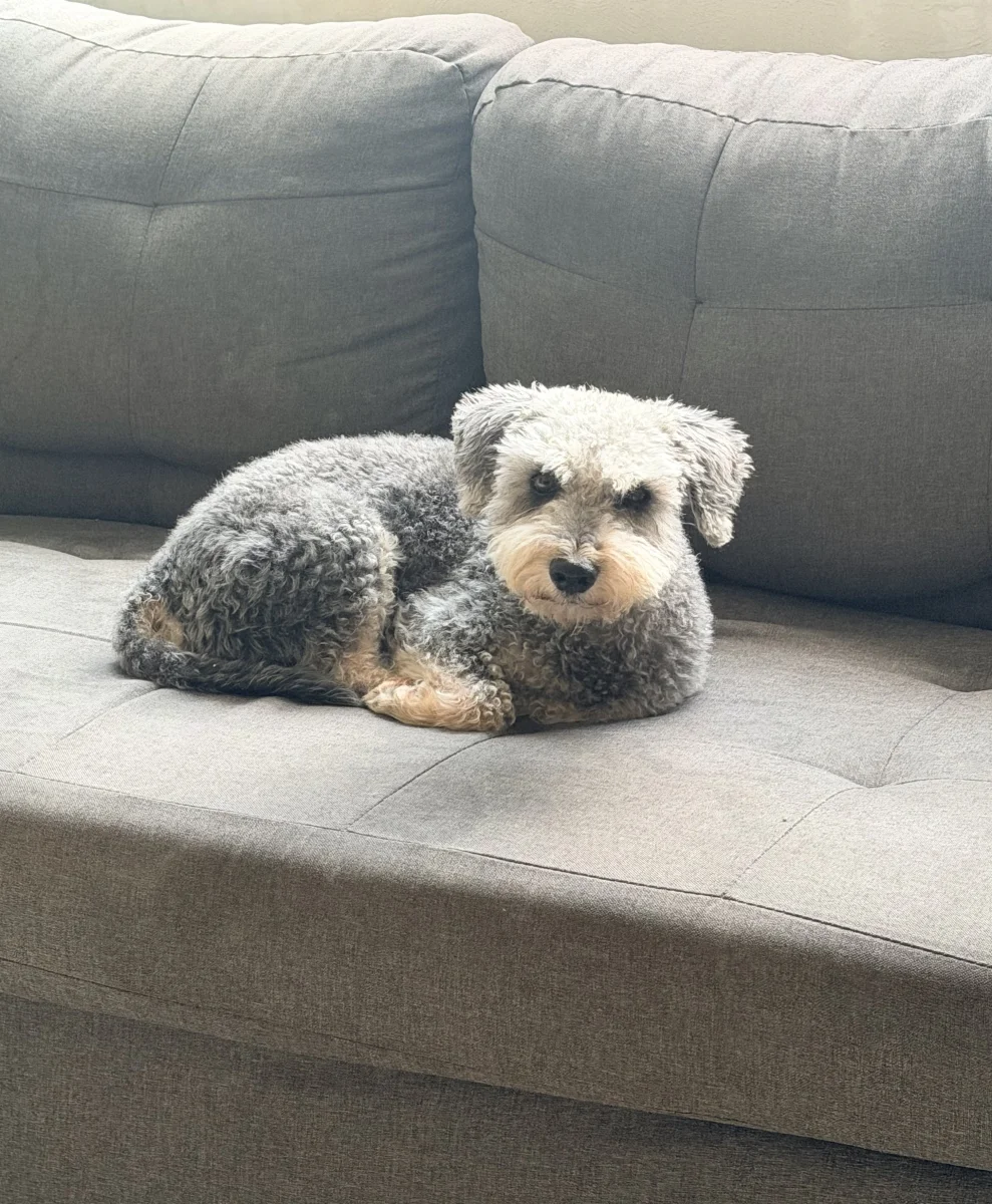 Mascota