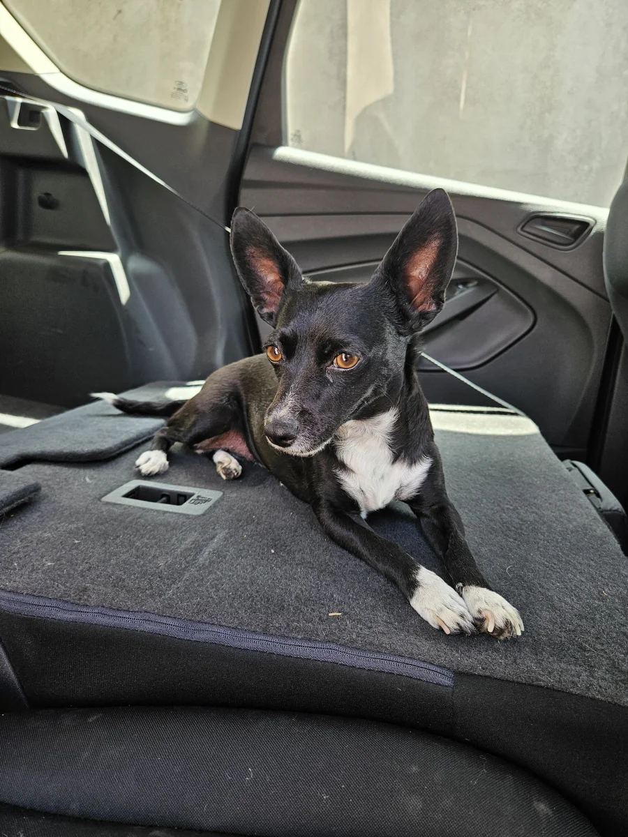 Foto de Chana con microchip 990000014779735