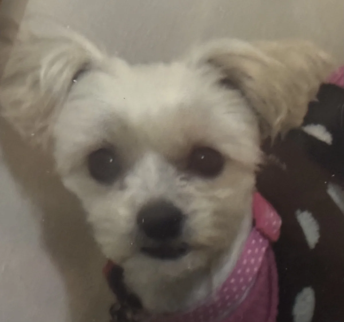 Foto de Chanel con microchip 990000014782838