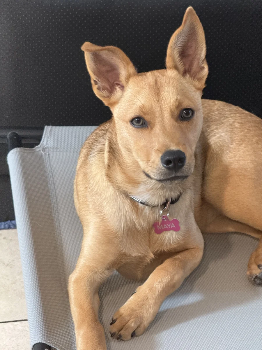 Foto de Maya con microchip 990000014779765