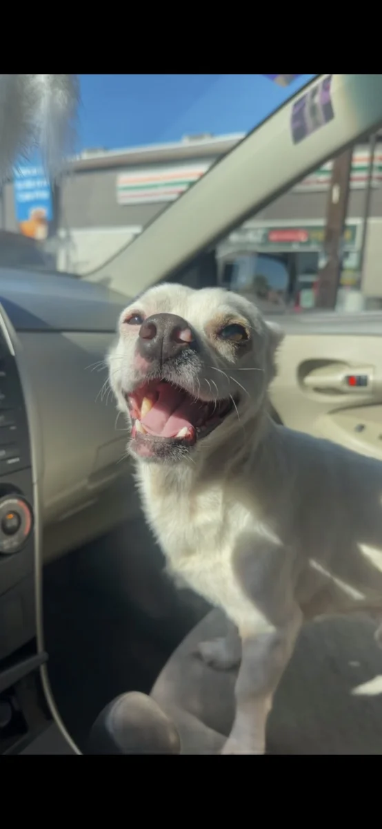 Foto de Doby Delgado Ontiveros con microchip 990000014773544