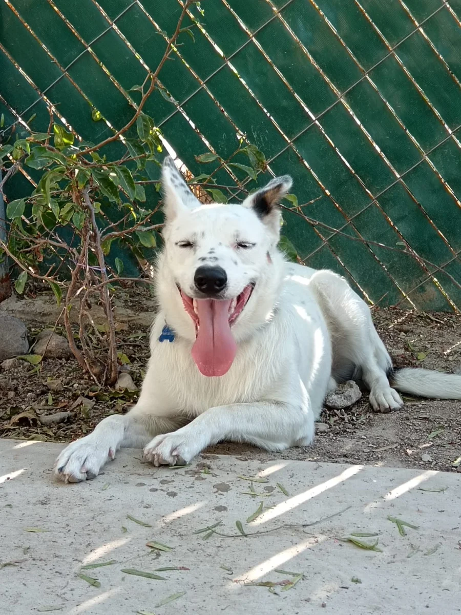Foto de Manchas con microchip 990000014776397