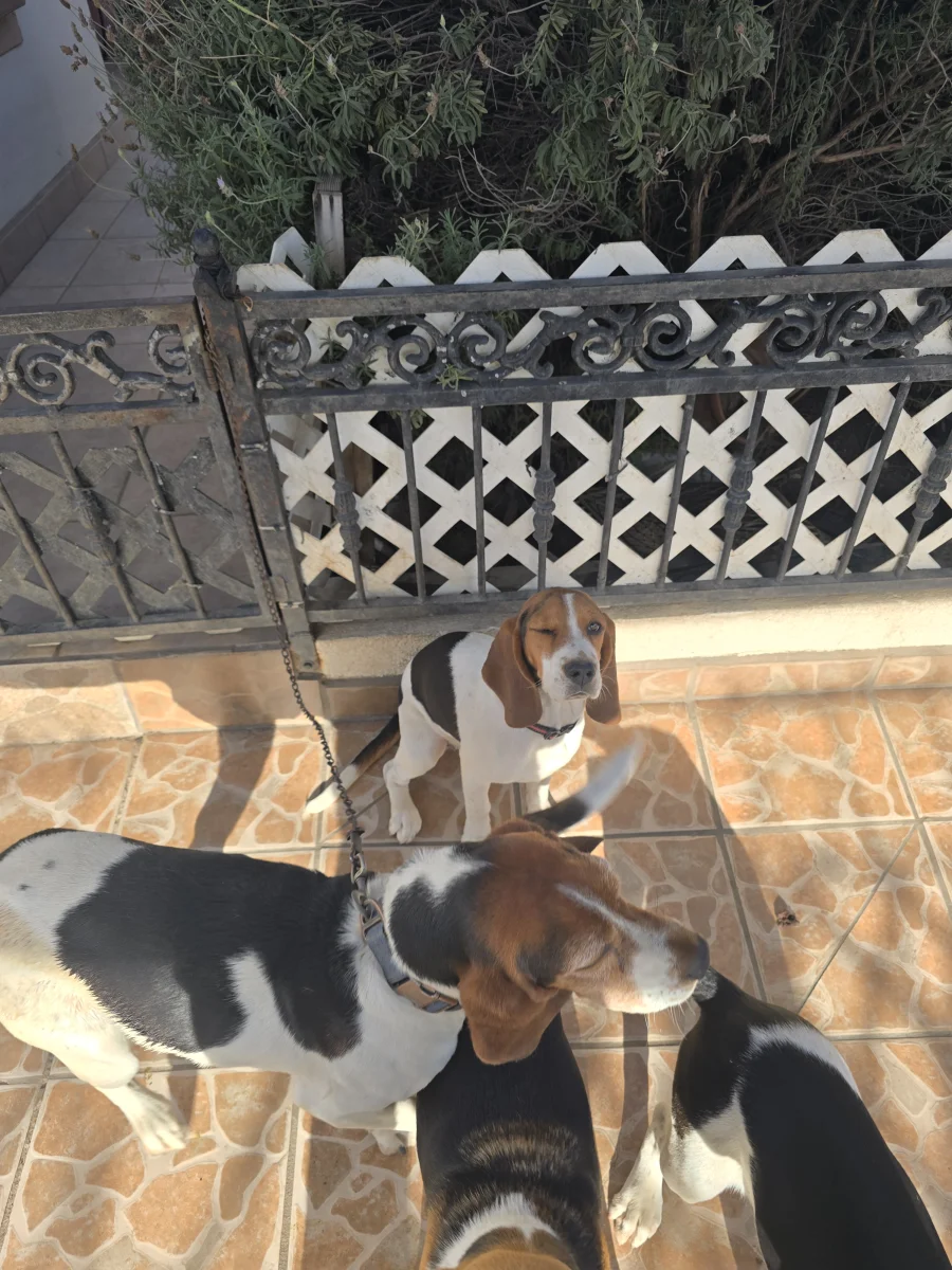 Foto de Beny con microchip 990000014772876