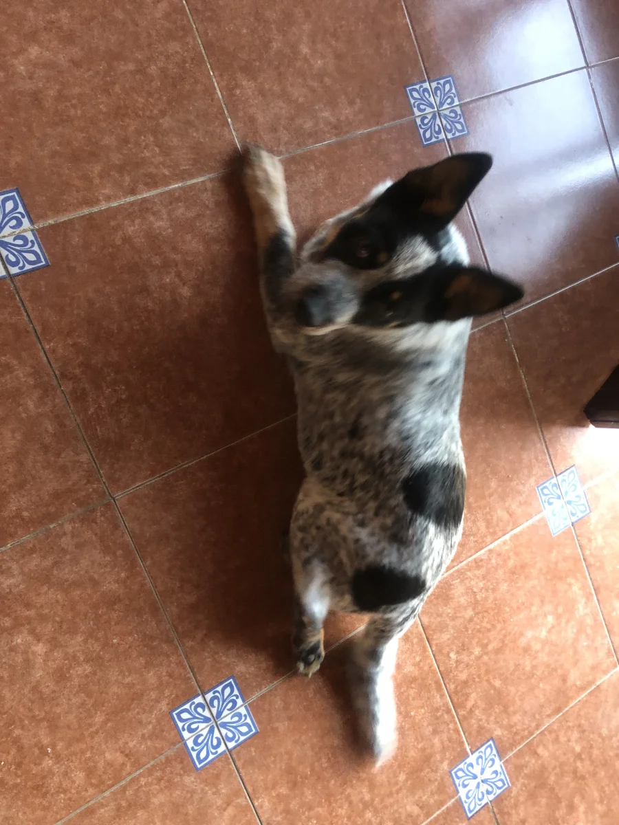 Foto de Rayo con microchip 990000014162631