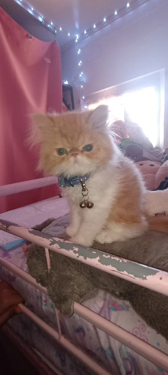 Foto de Casper con microchip 990000014535941