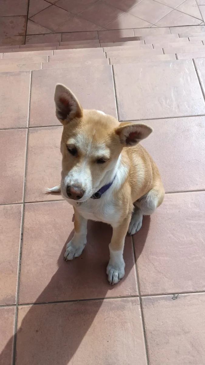 Foto de Matilda con microchip 990000012834348