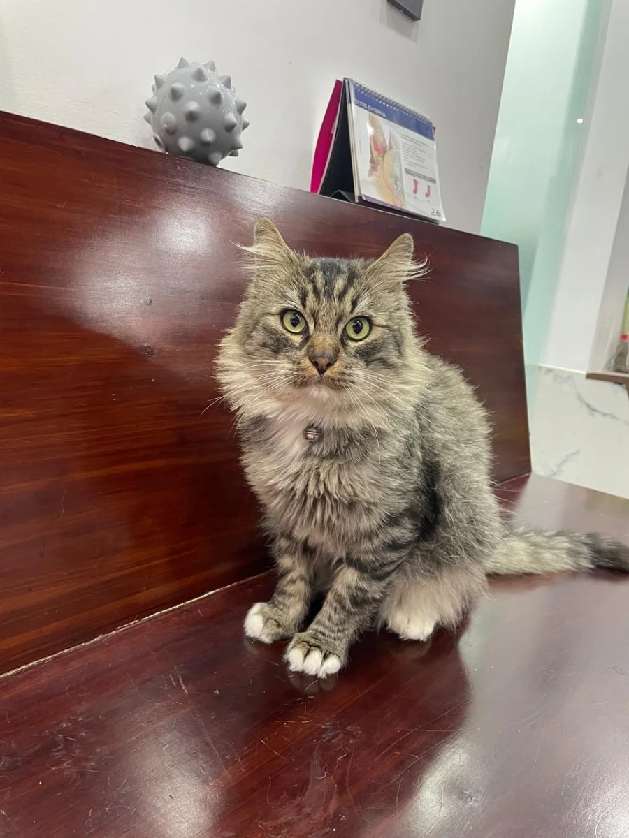 Foto de Bicho Sánchez con microchip 990000014780461