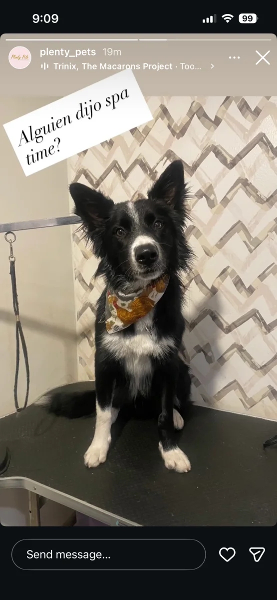 Foto de Mackenzie con microchip 990000014778255
