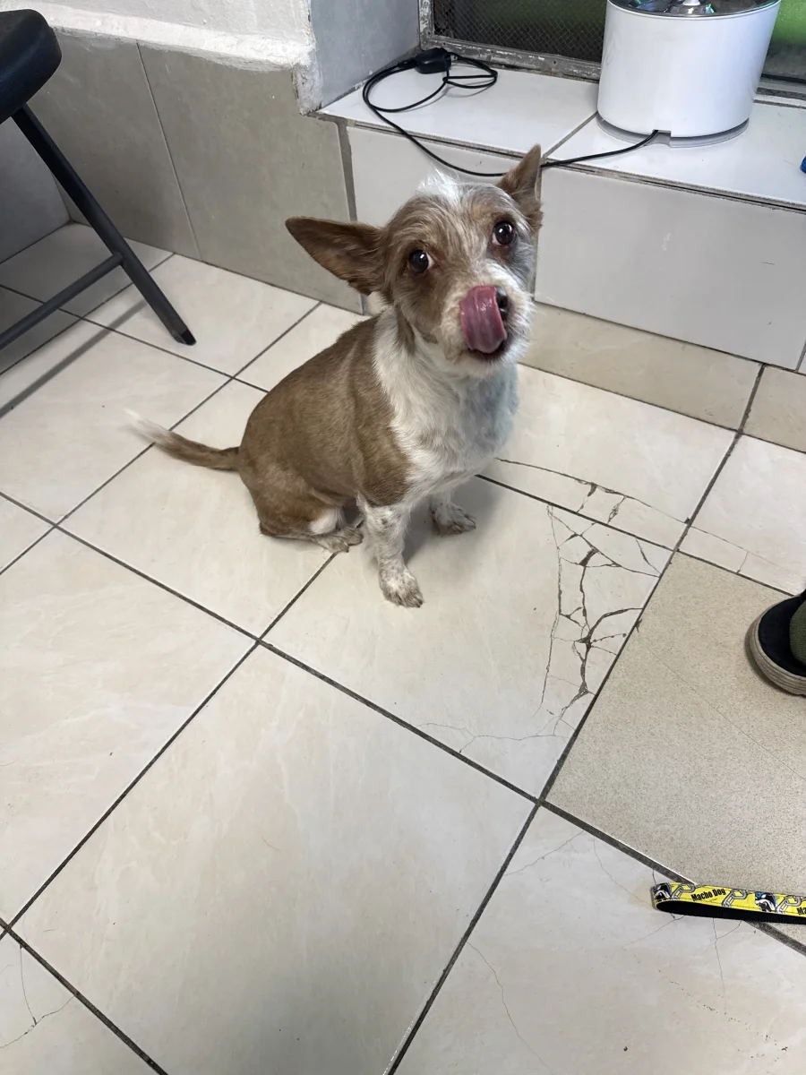 Foto de Zorrita con microchip 990000014776422
