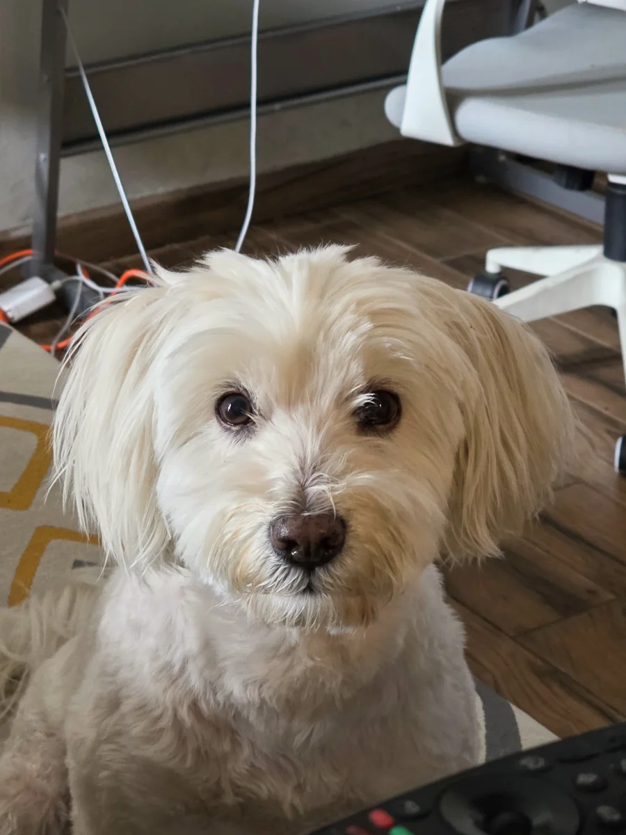 Foto de Joy con microchip 990000014777900