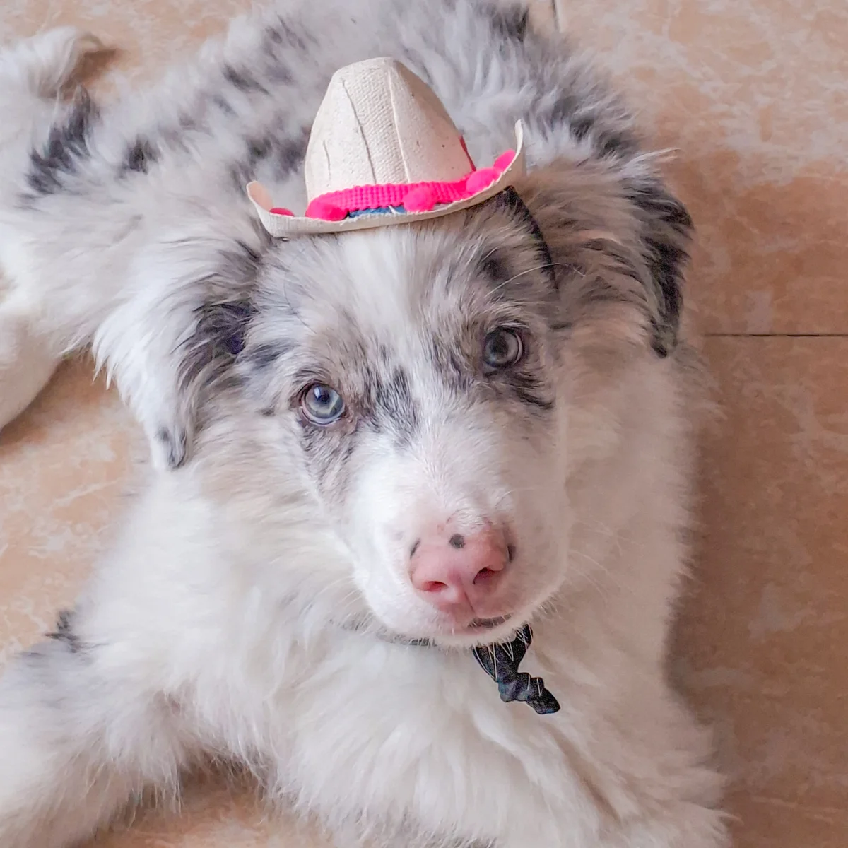 Foto de Bowie con microchip 990000014780416