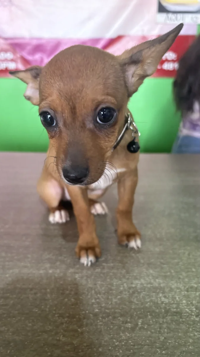 Foto de Bonny con microchip 990000014540222