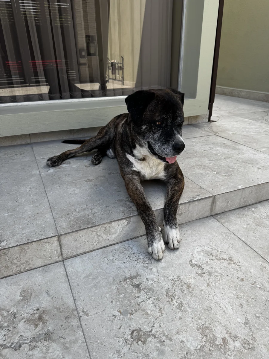 Foto de Benito con microchip 990000014776321