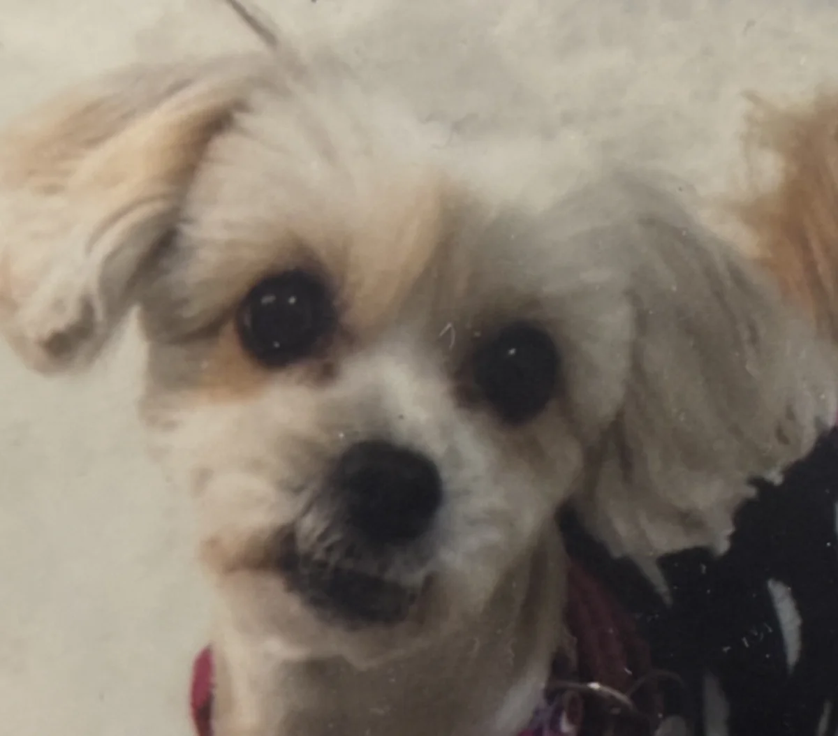 Foto de Lalah con microchip 990000014774972
