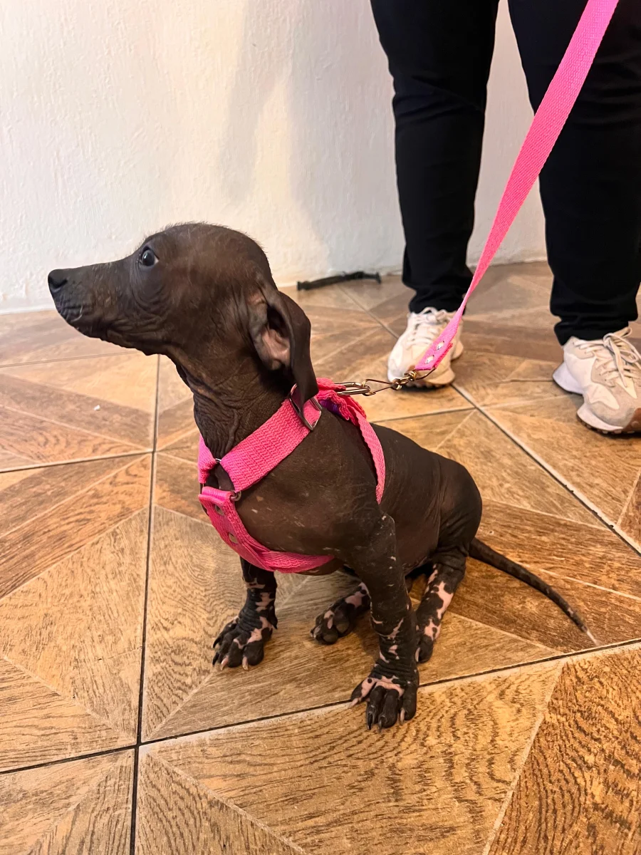 Foto de Shenzi con microchip 990000014781179