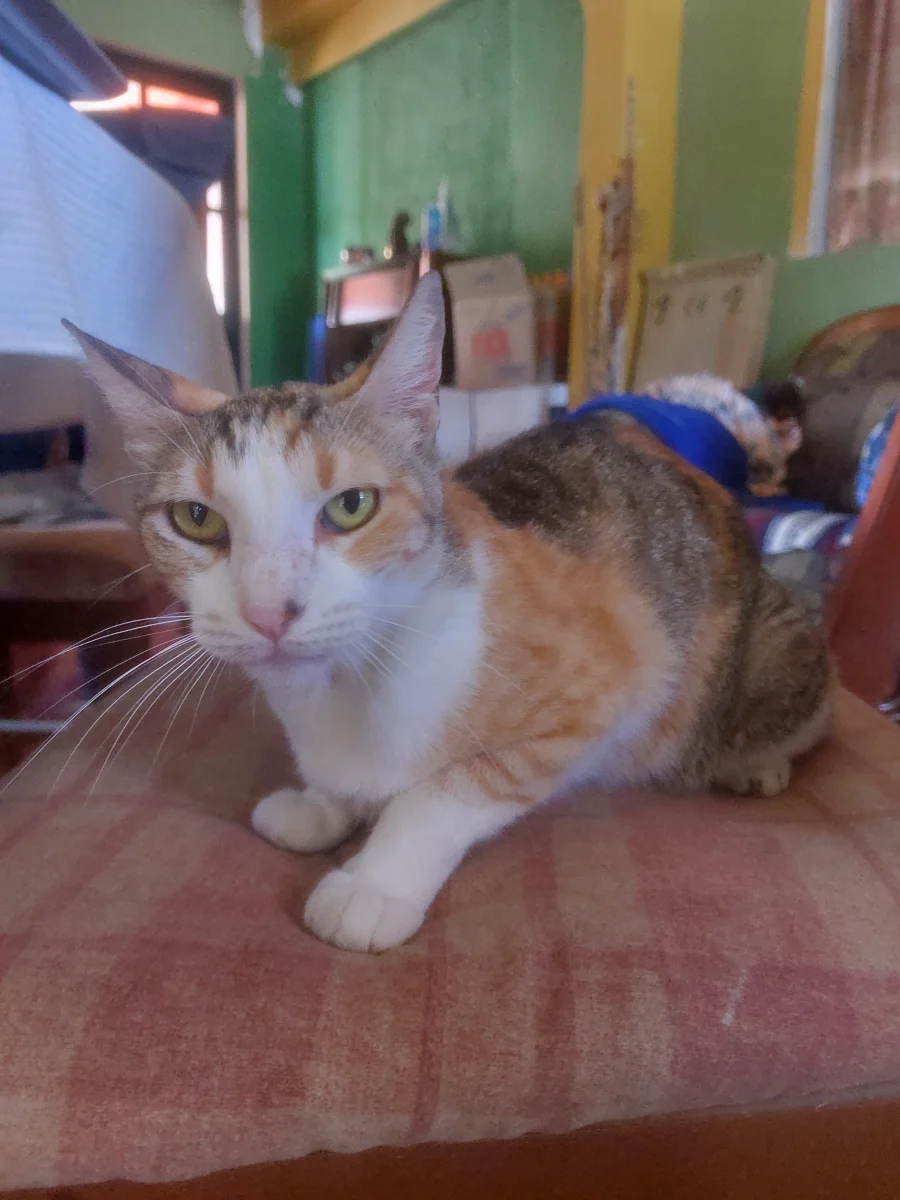 Foto de Canela con microchip 990000012840699