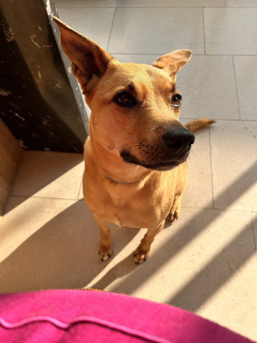 Foto de Bimba con microchip 990000014537100