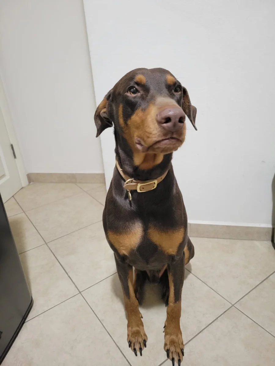 Foto de Bangu con microchip 990000014778561