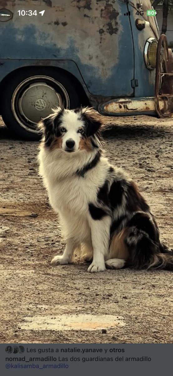 Foto de Samba con microchip 990000014165404