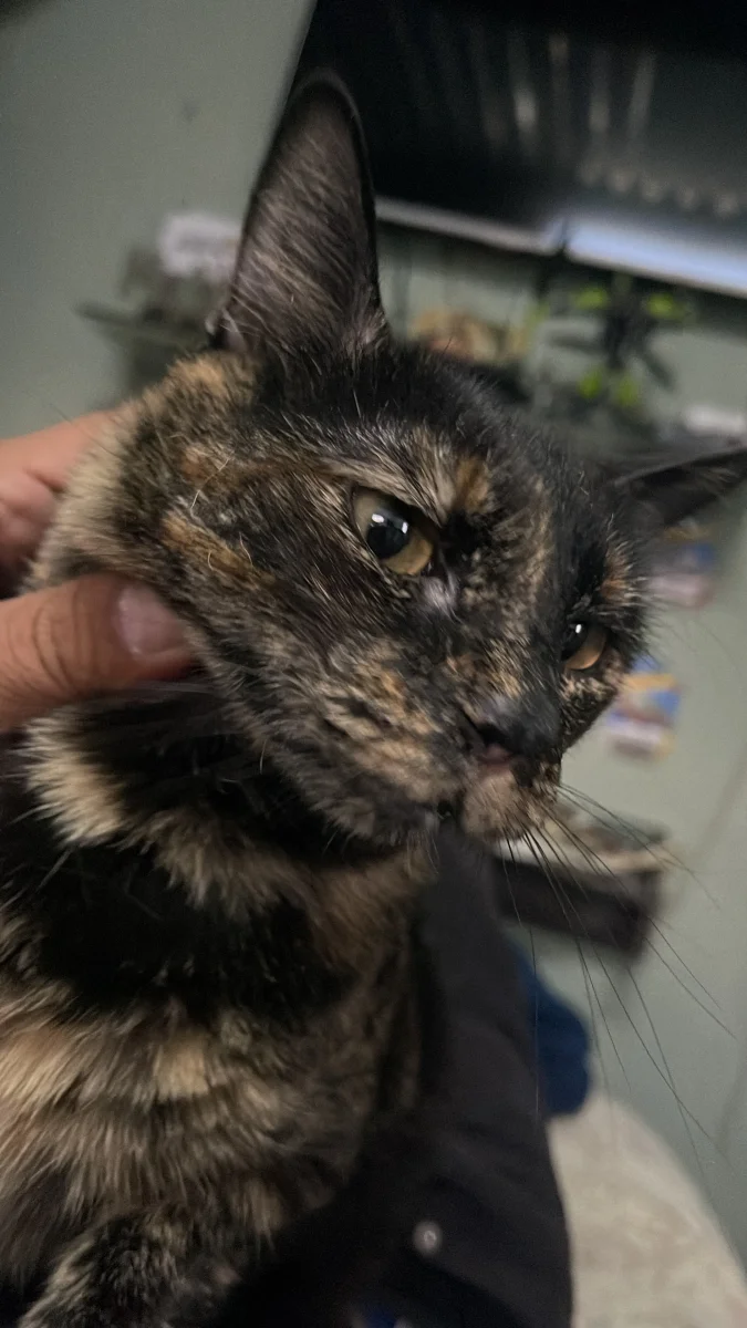 Foto de Nala con microchip 990000014162257