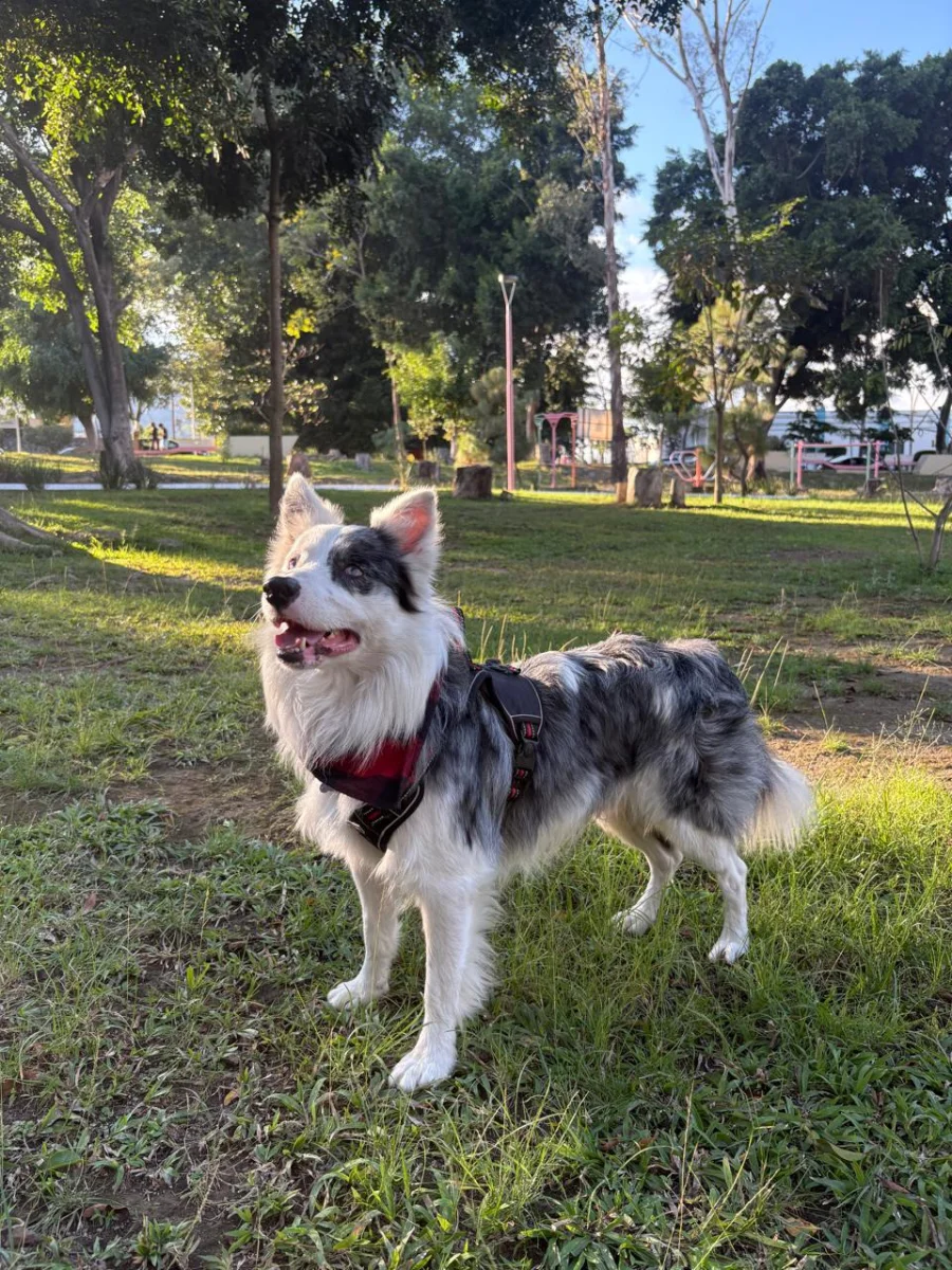 Foto de Zeus con microchip 990000012846348